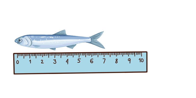 measure length